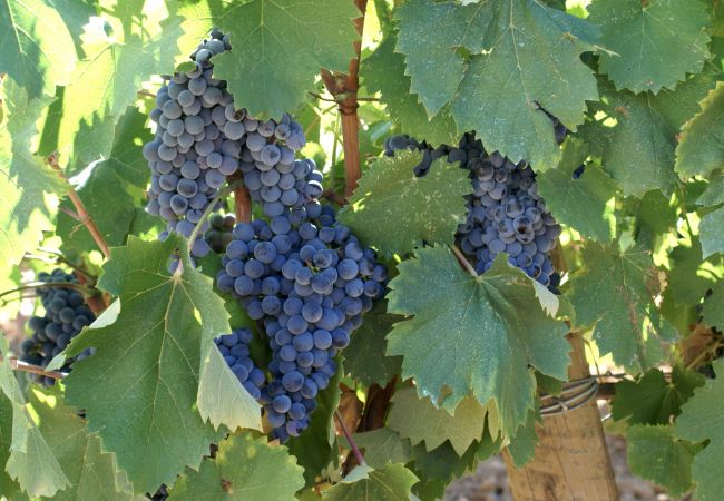 House in Cotignac - La Belle Etoile : seasonal rental in the Green Provence